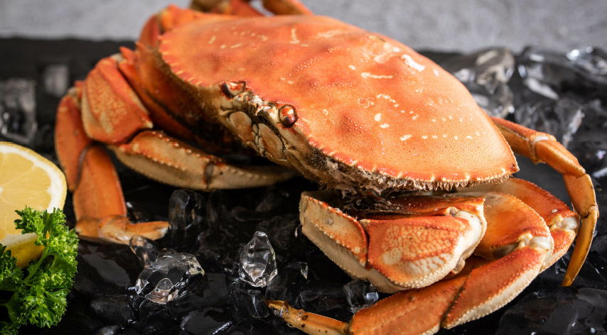 Dungeness Crab