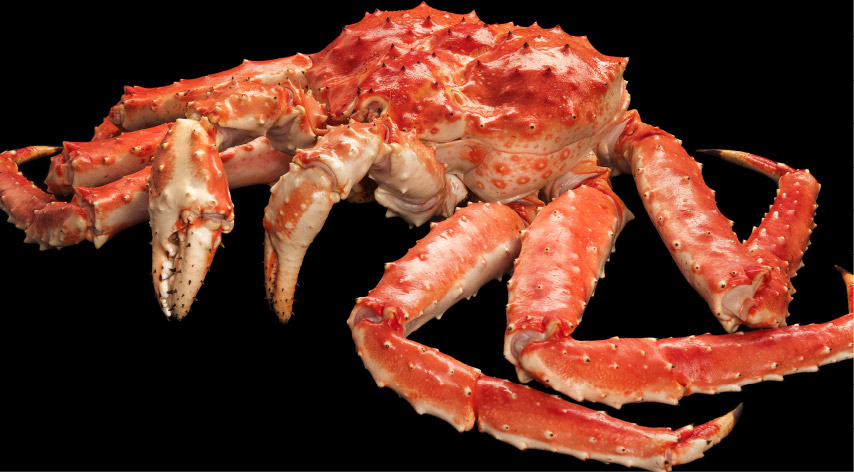 King Crab